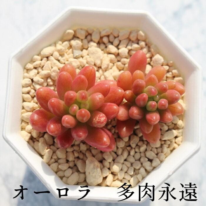 I[2 Z_ MTCY5.5cm|bg sedum rubrotincutum cv. 'aurora' `^ td˂^Cv A jO 킢 ꂢ 񂹐Aɂ