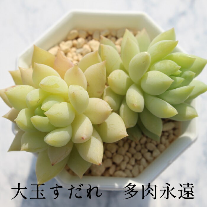 大玉すだれ セダム Mサイズ5.5cmポット sedum cv'oodamasudare' 小型種 葉を重ねるタイプ 多肉植物 男前 かわいい きれい 寄せ植えにも