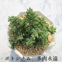 ポトシナム セダム Mサイズ5.5cmポット sedum potosinum 小型種 群生タイプ 多肉植物 男前 かわいい きれい 寄せ植えにも