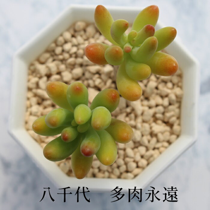  Z_ MTCY5.5cm|bg sedum corynephyllum `^ ^Cv A jO 킢 ꂢ 񂹐Aɂ