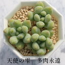 天使の雫 セダム Mサイズ5.5cmポット sedum treleasei 小〜中型種 葉を重ねるタイプ 多肉植物 男前 かわいい きれい 寄せ植えにも