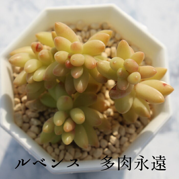 xX Z_ MTCY5.5cm|bg sedum rubens `^ ^Cv A jO 킢 ꂢ 񂹐Aɂ