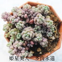 姫星美人 セダム Mサイズ5.5cmポット sedum anglicum 小〜中型種 群生タイプ 多肉植物 男前 かわいい きれい 寄せ植えにも