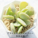 アラントイデスゴルディー セダム Mサイズ5.5cmポット sedum allantoides 'goldii' 小~中型種 葉を重ねるタイプ 多肉植物 男前 かわいい きれい 寄せ植えにも
