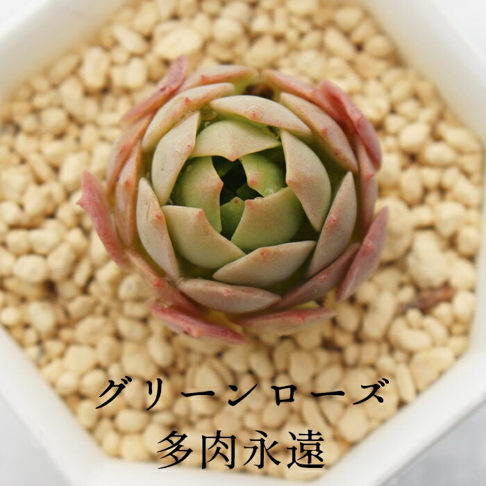 グリーンローズ セダム Mサイズ5.5cmポット sedum green rose 小〜中型種 葉を重ねるタイプ 多肉植物 男前 かわいい きれい 寄せ植えにも