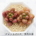 ジェットバース セダム Mサイズ5.5cmポット sedum jetbars 小〜中型種 葉を重ねるタイプ 多肉植物 かわいい きれい