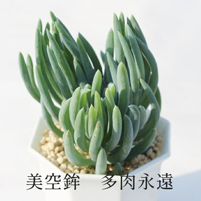 美空鉾 セネシオ Mサイズ6cmポット Senecio Prymidatuabar 小〜中型種 葉を重ねるタイプ 多肉植物 きれい 寄せ植えにも