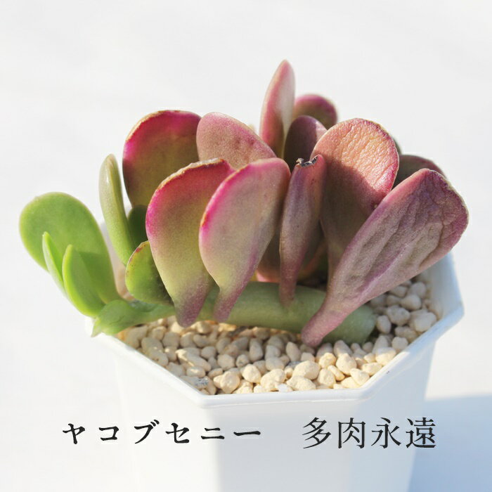 RuZj[ ZlVI MTCY6cm|bg Senecio Jacobsenii `^ ^Cv A ꂢ 񂹐Aɂ