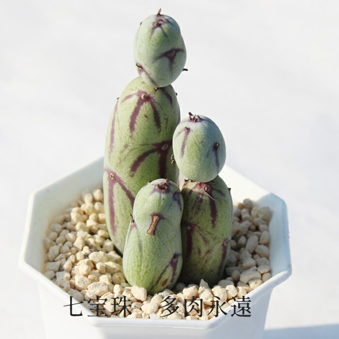 七宝樹 セネシオ Mサイズ6cmポット Senecio Articulatus 小〜中型種 葉を重ねるタイプ 多肉植物 きれい 寄せ植えにも