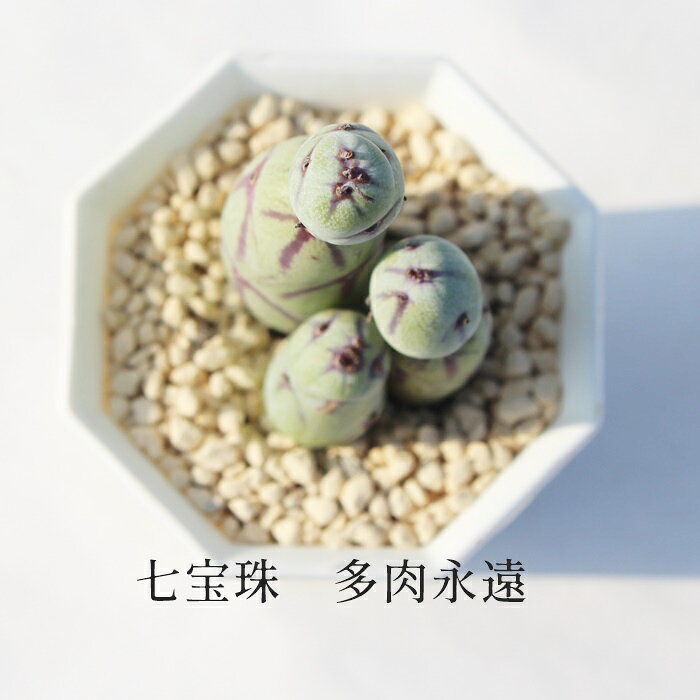 七宝樹 セネシオ 多肉植物 Senecio Articulatus 多肉永遠 観葉植物 インテリアグリ...