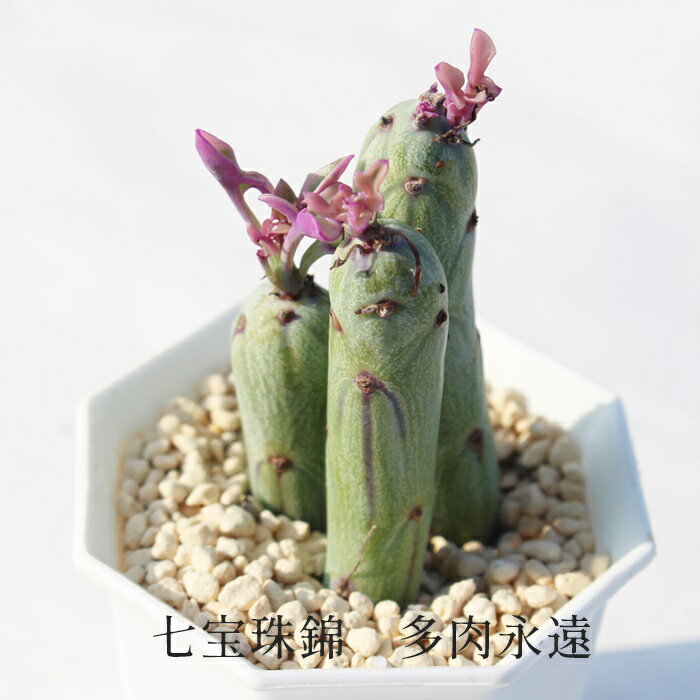 七宝樹錦 セネシオ Mサイズ6cmポット Senecio Articulatus V.VARIEGATA 小〜中型種 葉を重ねるタイプ 多肉植物 きれい 寄せ植えにも