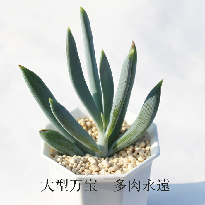 大型万宝 セネシオ Mサイズ6cmポット Senecio Ficoides 大型種 葉を重ねるタイプ 多肉植物 きれい 寄せ植えにも