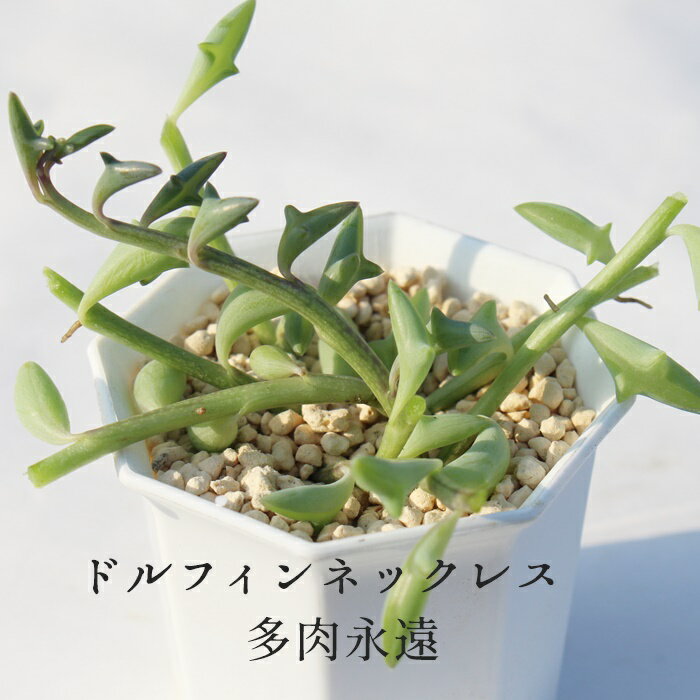 htBlbNX ZlVI MTCY6cm|bg Senecio Peregrinus ^ ^Cv A ꂢ 񂹐Aɂ