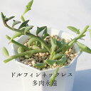 ドルフィンネックレス セネシオ Mサイズ6cmポット Senecio Peregrinus 小型種 下垂タイプ 多肉植物 きれい 寄せ植えにも 1