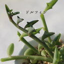 ドルフィンネックレス セネシオ Mサイズ6cmポット Senecio Peregrinus 小型種 下垂タイプ 多肉植物 きれい 寄せ植えにも 3