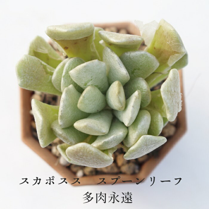 XPC|Tc Xv[[t ZlVI MTCY6cm|bg Senecio Scaposus ver.addoensis ^ td˂^Cv A ꂢ 񂹐Aɂ