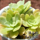 薄化粧 セダム Mサイズ5.5cmポット sedum palmeri 小〜中型種 幹立ちタイプ 多肉植物 男前 かわいい きれい 寄せ植えにも