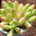 乙女心 セダム Mサイズ5.5cmポット sedum pachyphyllum 小〜中型種 葉を重ねながら仔を出すタイプ 多肉植物 男前 かわいい きれい 寄せ...