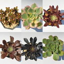アエオニウム,アイクリソンセット6種 多肉植物のセット