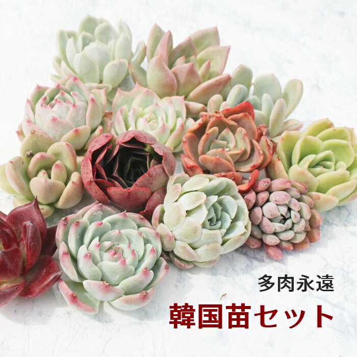 ؍c GPxA ܂5ރZbg A S`MTCY Jbgc⍪tc 3cm7cmc Ot KN炫 [bg echeveria