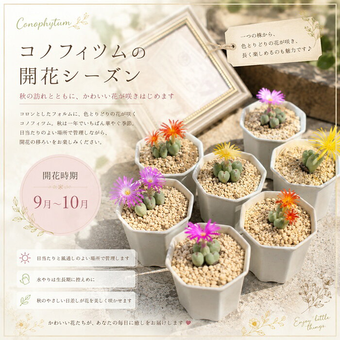 コノフィツムセット3種開花生きる宝...