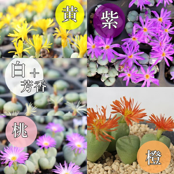 ���Υե��ĥ� ���å�6�� ����̵�� ¿����ʪ ���� ���������� ����ɥ����꡼�� �٥��������ǥ� ���տ�ʪ �󤻿��� ������ Aizoaceae CONOPHYTUM