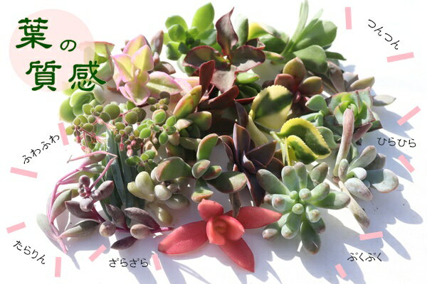 多肉植物 カット苗 セット Sサイズ 20個セット 名前なし 詰め合わせ アソート エケ...