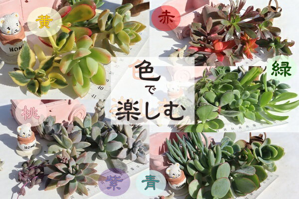 多肉植物 カット苗 セット Sサイズ 20個セット 名前なし 詰め合わせ アソート エケベリア セダム 寄せ植え 初心者 ギフト お試し 園芸 ガーデニング インテリア 植物 苗 ミニサイズ 多肉永遠