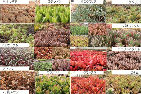 ¿����ʪ M������ ���å��� 20�ĥ��å� ̾���դ� �������� �ץ����� �󤻿��� ����� ������ ���ե� ���տ�ʪ ����ƥꥢ