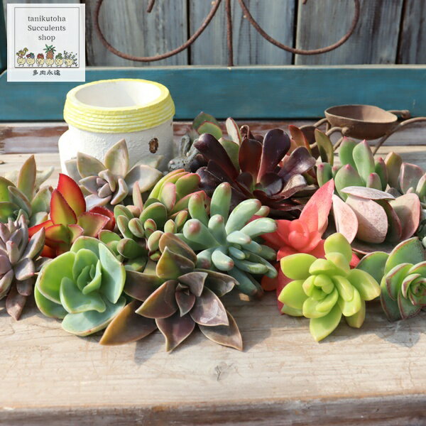多肉植物 寄せ植え セット Mサイズ 40個セット カット苗 名前なし 観葉植物 ミニ多肉 アソート 初心者 ..