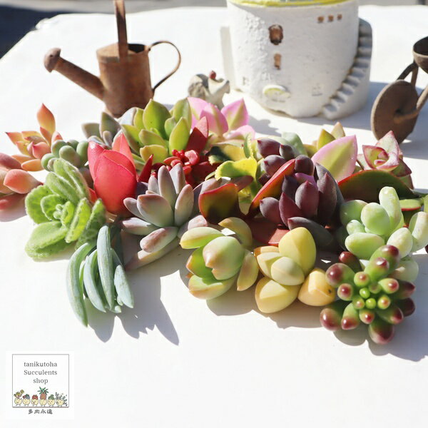 多肉植物 Sサイズ カット苗 名前なし 40個セット 寄せ植え用苗 アレンジ苗 弁慶草科 セダム ちまちま寄せ 多肉永遠