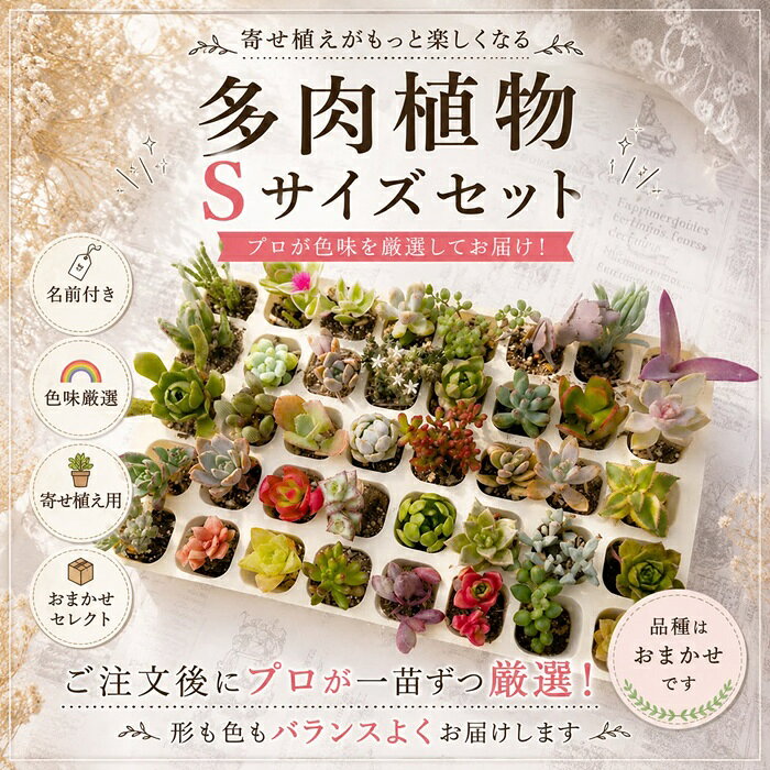 多肉植物 寄せ植え用苗 20個セット 名前付き Sサイズ 弁慶草科 セダム 観葉植物 初心者向け カット苗抜き苗ミックス 多肉永遠 送料無料