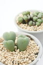 プベルルム 2頭 コノフィツム Mサイズ5.5cmポット 小型 ハート型 輝黄花 Conophytum puberulum 多肉植物 多肉永遠
