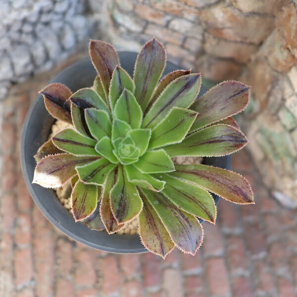 多肉植物 アエオニウム ビックバーン Aeonium 'Big Bang' 寄せ植え 観葉植物 多肉永遠 インドアグリーン(4.0)