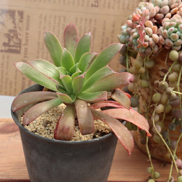 多肉植物 アエオニウム ファイアークラッカー Aeonium cv. 'Firecracker' 寄せ植え...