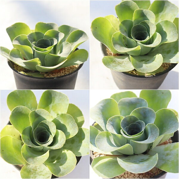 ローズ グリノービア 多肉植物 greenovia rose グリノービア通販 多肉植物販売 イ...