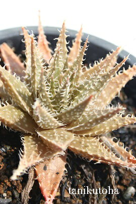ディンテリーアロエ多肉植物aloe...