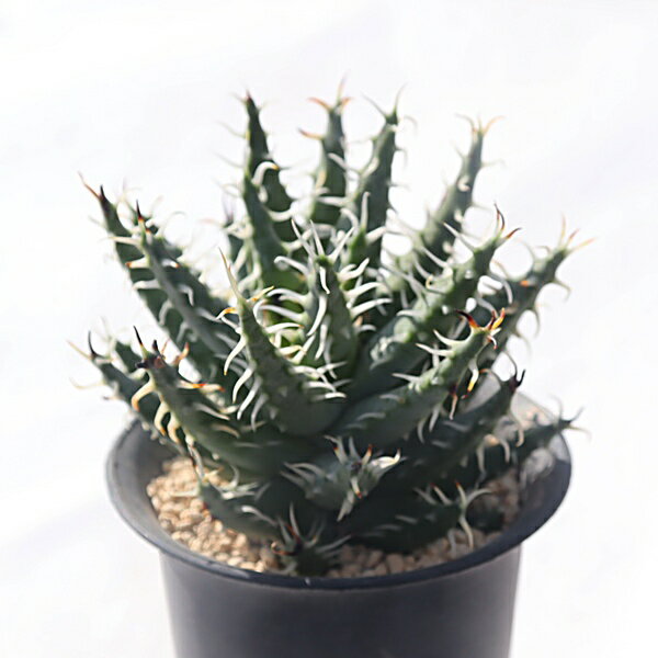 エリナケアアロエaloeerina...