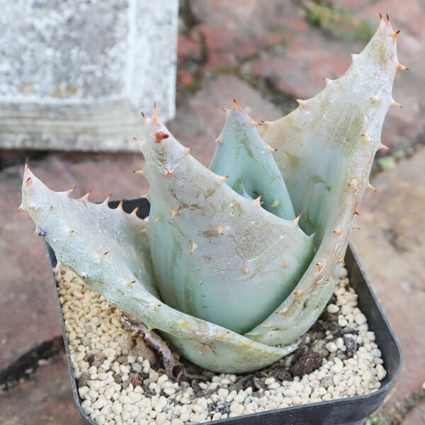 金元宝2Lサイズアロエaloeki...