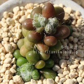 茶笠 アナカンプセロス Mサイズ 5.5cmポット Anacampseros crinita 多肉植物 多肉永遠