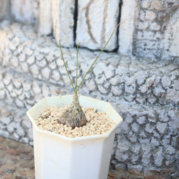 Fruits - ウニフローラ ドリミア 多肉植物 Drimia uniflora 多肉植物 多肉永遠 ドリミア販売 多肉植物通販