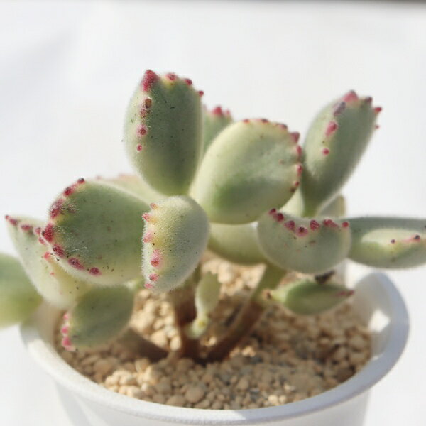 コチレドン 熊童子白斑 Cotyledon tomentosa ssp. ladismithensis variegata 多肉...