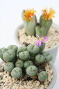 濃紫 コノフィツム Mサイズ5.5cmポット 極小型 足袋型 昼咲種 淡紫花 Conophytum 'koimurasaki' 多肉植物 多肉永遠