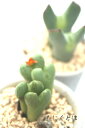 将門 コノフィツム Mサイズ5.5cmポット 小型足袋型 昼咲き種 オレンジ花 Conophytum 'masakado' 多肉植物 多肉永遠