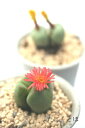 サマーレッド 2頭 コノフィツム Mサイズ5.5cmポット 小型 足袋型 昼咲き種 薄赤花 Conophytum summerred 多肉植物 多肉永遠