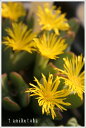 秋偉 2頭 コノフィツム Mサイズ5.5cmポット 中型 タビ型 昼咲き種 黄花 Conophytum 'akii' 多肉植物 多肉永遠