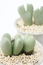 オーロラ 2頭 コノフィツム Mサイズ5.5cmポット 小型 クラ型 昼咲き種 薄紫花 Conophytum 'Aurora' 多肉植物 多肉永遠