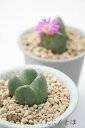 桜の園 2頭 コノフィツム Mサイズ5.5cmポット 小型 タビ型 昼咲き種 オレンジ花 Conophytum 'sakuranosono' 多肉植物 多肉永遠