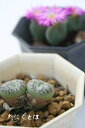 右大臣 2頭 コノフィツム Mサイズ5.5cmポット 小型 模様系コマ型 夜咲き種 白花 Conophytum 'udaijin' 多肉植物 多肉永遠