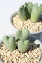 花車 2頭 コノフィツム Mサイズ5.5cmポット 中型 ハート型 オレンジ花 Conophytum 'kyasya' 多肉植物 多肉永遠